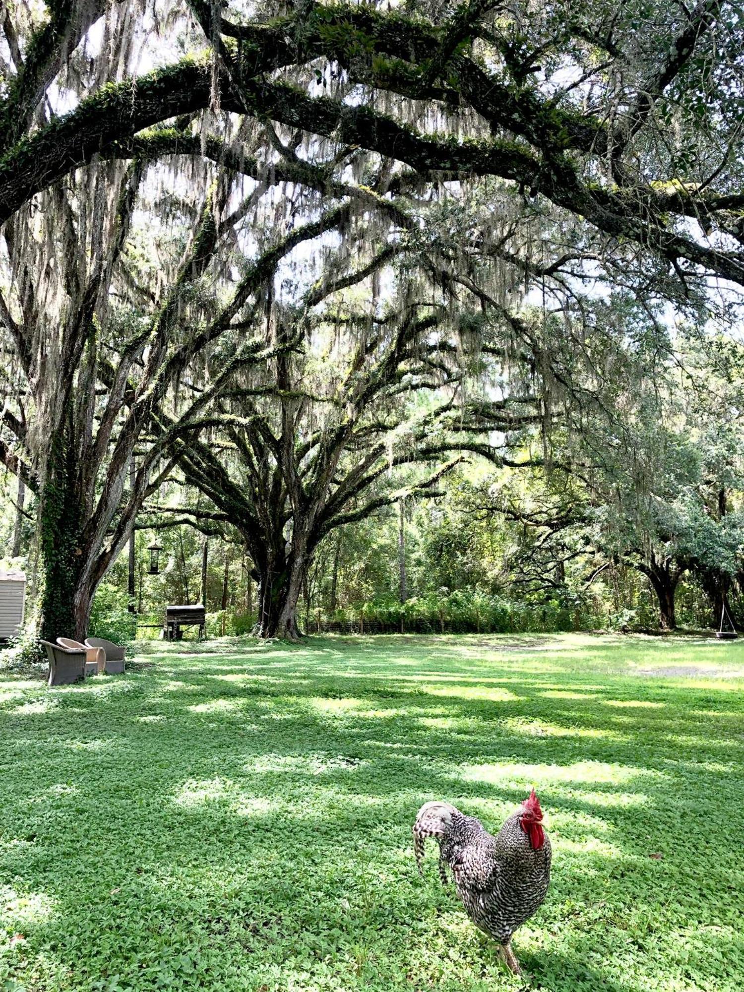 Masaryktown The Harmony Oaks Homestead מראה חיצוני תמונה